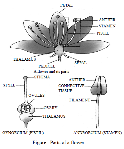 Class-7-Science-Reproduction-in-Plants-Notes-Set-B-7