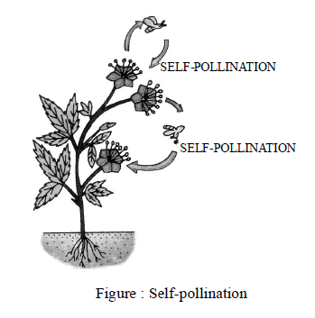 Class-7-Science-Reproduction-in-Plants-Notes-Set-B-8