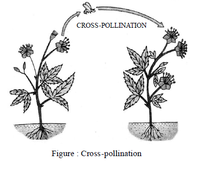 Class-7-Science-Reproduction-in-Plants-Notes-Set-B-9
