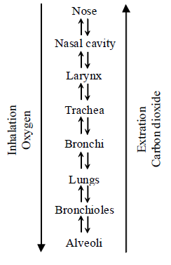 Class-7-Science-Respiration-in-Organisms-Notes-10