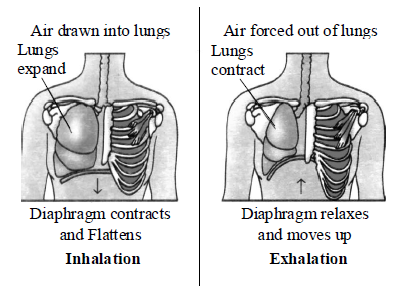 Class-7-Science-Respiration-in-Organisms-Notes-11
