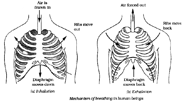 Class-7-Science-Respiration-in-Organisms-Notes-12