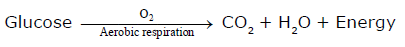 Class-7-Science-Respiration-in-Organisms-Notes-2