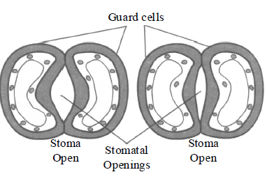 Class-7-Science-Respiration-in-Organisms-Notes-6