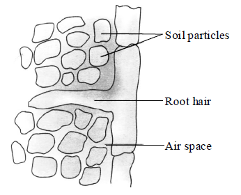 Class-7-Science-Respiration-in-Organisms-Notes-7