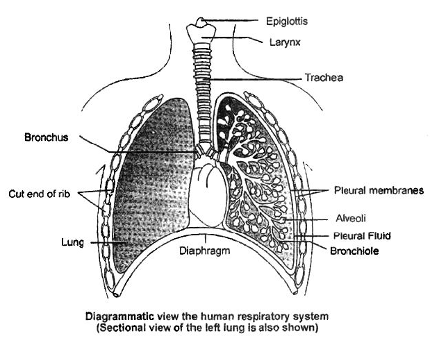 Class-7-Science-Respiration-in-Organisms-Notes-9