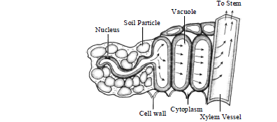 Class-7-Science-Transportation-in-Animals-and-Plants-Notes-Set-B-1