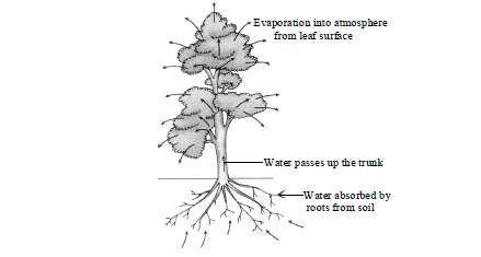 Class-7-Science-Transportation-in-Animals-and-Plants-Notes-Set-B-2