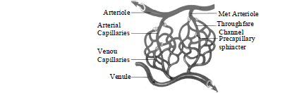 Class-7-Science-Transportation-in-Animals-and-Plants-Notes-Set-B-3