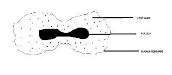 CBSE Class 10 Science Sample Paper SA2 2013