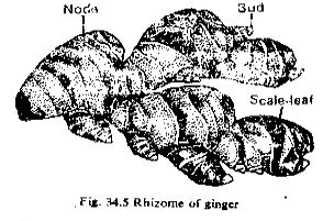 Class_12_Biology _Worksheet_1