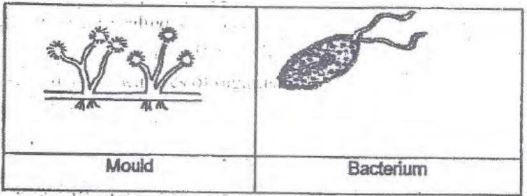 Class_8_Science_ Question_Paper_13