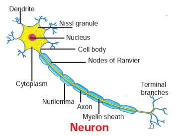 useful-resources-science-cbse-class-10-science-control