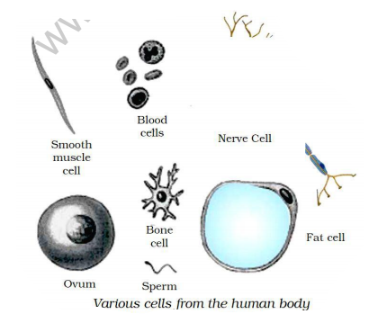 useful-resources-science-cbse-class-9-science-2