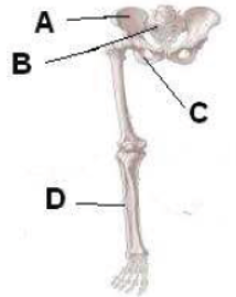 CBSE Class 11 Biology Sample Paper Set K Solved