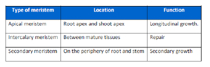 NCERT Class 11 Biology Anatomy of Flowering Plants Important Notes