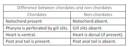 NCERT Class 11 Biology Animal Kingdom Important Notes1