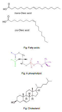 NCERT Class 11 Biology Biomolecules Important Notes4