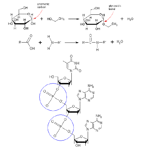 NCERT Class 11 Biology Biomolecules Important Notes5