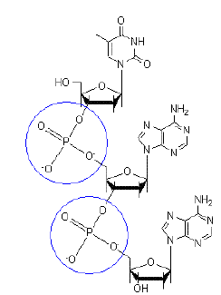 NCERT Class 11 Biology Biomolecules Important Notes6