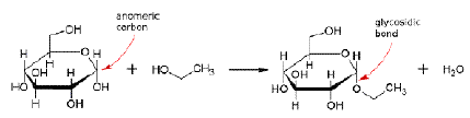 NCERT Class 11 Biology Biomolecules Important Notes8