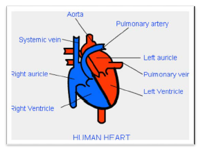 NCERT Class 11 Biology Body Fluids and Circulartion Important Notes1