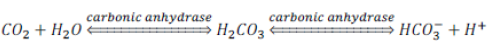 NCERT Class 11 Biology Breathing and Exchange of Gases Important Notes