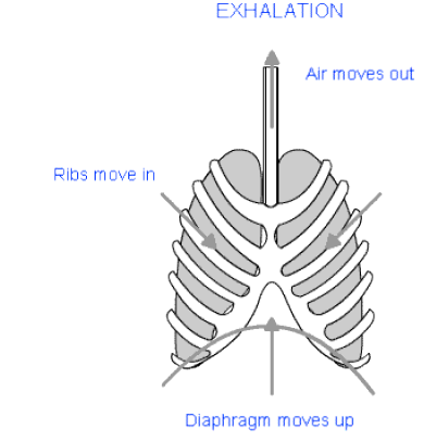 NCERT Class 11 Biology Breathing and Exchange of Gases Important Notes1