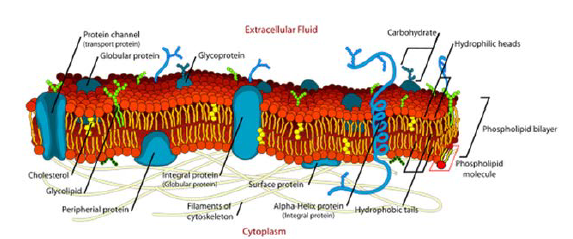 NCERT Class 11 Biology Cell Important Notes1