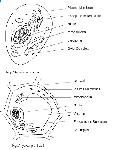 NCERT Class 11 Biology Cell Important Notes2