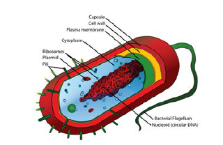 NCERT Class 11 Biology Cell Important Notes3