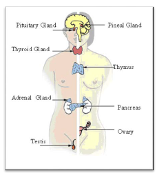 NCERT Class 11 Biology Chemical Coordination and Integration Important Notes