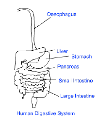 NCERT Class 11 Biology Digestion and Absorption Important Notes