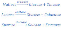 NCERT Class 11 Biology Digestion and Absorption Important Notes8