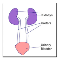 NCERT Class 11 Biology Excretory Products and their Elimination Important Notes