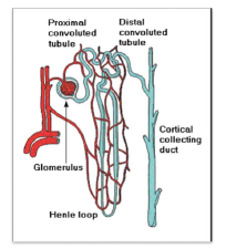 NCERT Class 11 Biology Excretory Products and their Elimination Important Notes1