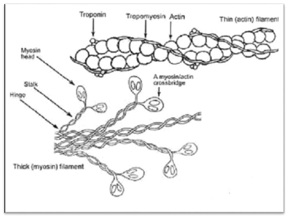 NCERT Class 11 Biology Locomotion and Movement Important Notes2