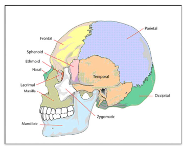 NCERT Class 11 Biology Locomotion and Movement Important Notes3