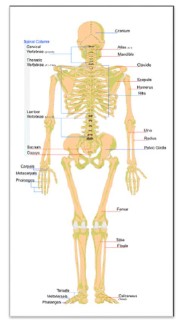 NCERT Class 11 Biology Locomotion and Movement Important Notes4