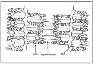 NCERT Class 11 Biology Locomotion and Movement Important Notes5