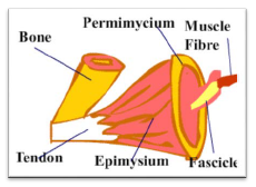 NCERT Class 11 Biology Locomotion and Movement Important Notes