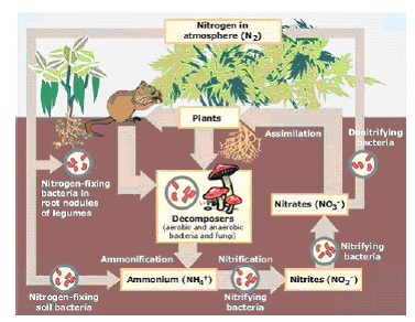 NCERT Class 11 Biology Mineral Nutrition Important Notes