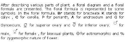NCERT Class 11 Biology Morphology of Flowering Plants Important Notes7