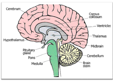 NCERT Class 11 Biology Nervous Control and Coordination Important Notes2