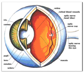 NCERT Class 11 Biology Nervous Control and Coordination Important Notes4