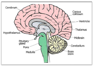 NCERT Class 11 Biology Nervous Control and Coordination Important Notes6