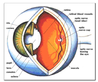 NCERT Class 11 Biology Nervous Control and Coordination Important Notes6