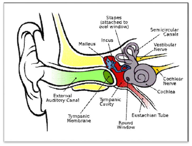 NCERT Class 11 Biology Nervous Control and Coordination Important Notes8