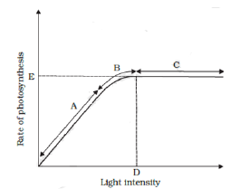 NCERT Class 11 Biology Photosynthesis in Higher Plants Important Notes