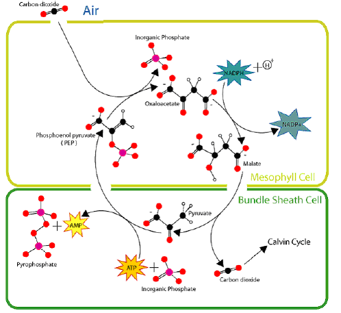 NCERT Class 11 Biology Photosynthesis in Higher Plants Important Notes1